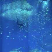 ヒメ日記 2025/11/27 19:07 投稿 八代なこ ワイフの楽園