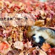 たま️ 🐈🧶 エクレア