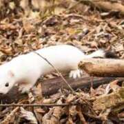 たま️ 🐈🧶 エクレア