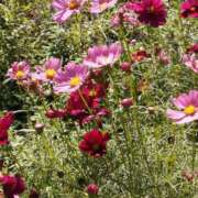 ヒメ日記 2025/10/06 08:11 投稿 はんな ふぞろいの人妻たち