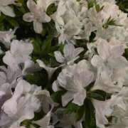 ヒメ日記 2026/02/02 23:52 投稿 寧々/ねね　centu STYLISH BACH