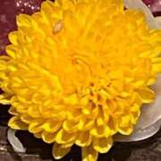 ヒメ日記 2026/06/19 20:52 投稿 寧々/ねね　centu STYLISH BACH