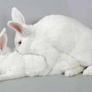 ヒメ日記 2025/10/04 04:24 投稿 うさぎ 今こそ!にゃんにゃん学園