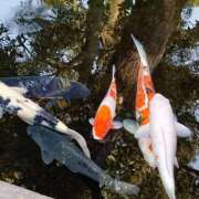 ヒメ日記 2026/01/01 11:28 投稿 りょうこ おふくろさんYO!!大和店