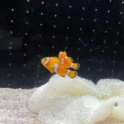 ヒメ日記 2025/10/23 22:50 投稿 あおい Ｓ＆Ｍ　極嬢