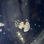 ヒメ日記 2025/11/03 08:50 投稿 あおい Ｓ＆Ｍ　極嬢