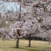 ヒメ日記 2026/04/01 18:50 投稿 さち モアグループ小山人妻花壇