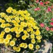 ヒメ日記 2025/10/09 10:30 投稿 Hana(はな） AMATERAS(アマテラス)(福山)