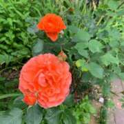 ヒメ日記 2025/10/16 10:41 投稿 Hana(はな） AMATERAS(アマテラス)(福山)