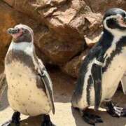 ヒメ日記 2025/10/19 08:33 投稿 Hana(はな） AMATERAS(アマテラス)(福山)