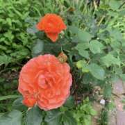 ヒメ日記 2025/10/28 12:31 投稿 Hana(はな） AMATERAS(アマテラス)(福山)