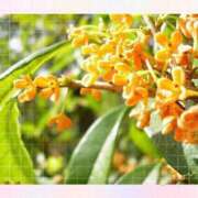 ヒメ日記 2025/11/05 12:01 投稿 森下彩花 プルデリR40