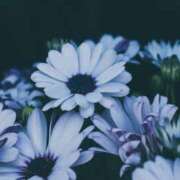 ヒメ日記 2025/11/11 19:22 投稿 黒石りず 五十路マダム 浜松店(カサブランカグループ)