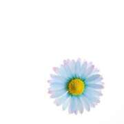 ヒメ日記 2025/11/17 07:46 投稿 黒石りず 五十路マダム 浜松店(カサブランカグループ)