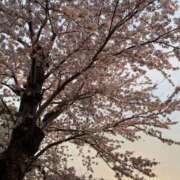 ヒメ日記 2026/02/12 15:15 投稿 りんご 大宮人妻デリヘル～大人の事情～