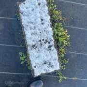 ヒメ日記 2026/02/08 09:03 投稿 せり 千葉人妻花壇