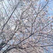 ヒメ日記 2026/04/03 17:52 投稿 せり 千葉人妻花壇