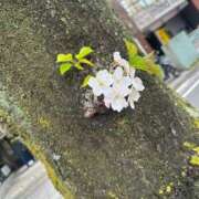 ヒメ日記 2026/04/06 13:25 投稿 せり 千葉人妻花壇