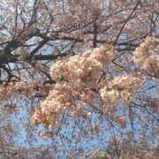 ヒメ日記 2026/03/30 14:17 投稿 中西ふみ 東京不倫 渋谷店