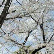 ヒメ日記 2026/04/03 13:30 投稿 櫻井みさき セカンドパートナー本店