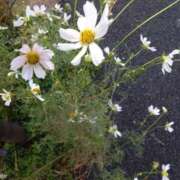 ヒメ日記 2025/10/15 12:55 投稿 なつみ 横浜おかあさん