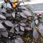 ヒメ日記 2025/10/31 14:38 投稿 なつみ 横浜おかあさん