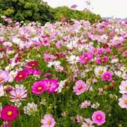 ヒメ日記 2025/10/08 17:44 投稿 秋乃みこ 五十路マダム 新潟店(カサブランカグループ)