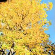 ヒメ日記 2025/11/17 22:48 投稿 秋乃みこ 五十路マダム 新潟店(カサブランカグループ)