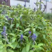 ヒメ日記 2025/10/16 09:13 投稿 のの 小岩人妻花壇