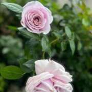 ヒメ日記 2025/10/29 07:15 投稿 のの 小岩人妻花壇