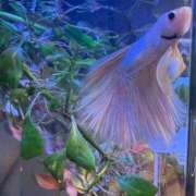 ヒメ日記 2026/01/26 11:24 投稿 本庄 香里奈 VECTRUS（ベクトラス）