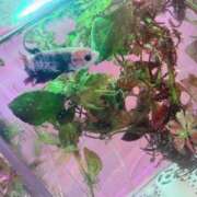 ヒメ日記 2026/04/19 18:26 投稿 本庄 香里奈 VECTRUS（ベクトラス）