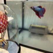 ヒメ日記 2025/12/30 22:39 投稿 最上 みちる VECTRUS（ベクトラス）