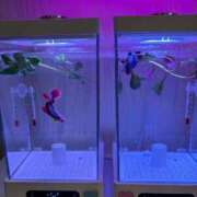 ヒメ日記 2026/01/08 20:33 投稿 最上 みちる VECTRUS（ベクトラス）