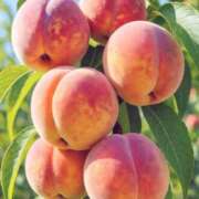 ヒメ日記 2025/12/10 02:16 投稿 利尻 熟女の風俗最終章　鶯谷店