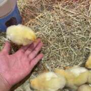 ヒメ日記 2025/10/18 20:32 投稿 キザキ 名古屋★出張マッサージ委員会