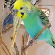 ヒメ日記 2026/01/14 03:01 投稿 キザキ 名古屋★出張マッサージ委員会