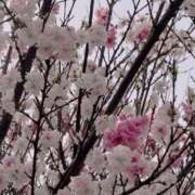 ヒメ日記 2026/04/12 03:21 投稿 キザキ 名古屋★出張マッサージ委員会