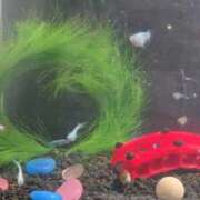 ヒメ日記 2026/03/20 14:45 投稿 のん ハンドリング　亀頭責め専門店