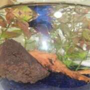 ヒメ日記 2026/03/31 20:05 投稿 のん ハンドリング　亀頭責め専門店