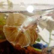 ヒメ日記 2026/04/03 20:25 投稿 のん ハンドリング　亀頭責め専門店