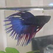 ヒメ日記 2026/04/05 23:34 投稿 のん ハンドリング　亀頭責め専門店