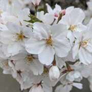 ヒメ日記 2026/03/29 06:34 投稿 有栖川 ちよの リップスティック