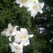 ヒメ日記 2025/10/19 08:26 投稿 村田 熟女待機所 厚木店