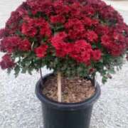 村田 ☀️おはようございます☀️ 熟女待機所 厚木店