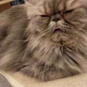 ヒメ日記 2026/02/22 20:31 投稿 なお CLUB ROOKIE（ルーキー）