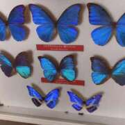 ヒメ日記 2026/01/31 22:07 投稿 竹内菜月 五十路マダム 博多店