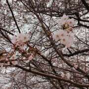 ヒメ日記 2026/03/30 17:57 投稿 竹内菜月 五十路マダム 博多店