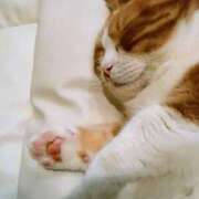 さな 肉球 マダムハンズ神田店