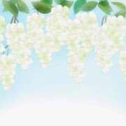 さな ぽかぽか陽気 マダムハンズ神田店